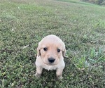 Small Photo #13 English Cream Golden Retriever Puppy For Sale in CENTERTOWN, MO, USA