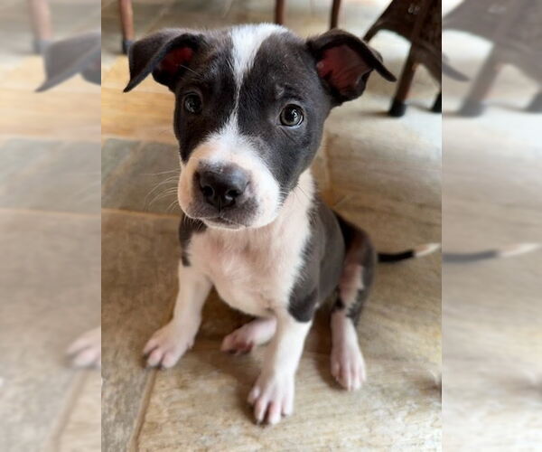 Medium Photo #2 Borador Puppy For Sale in Lakewood, CO, USA