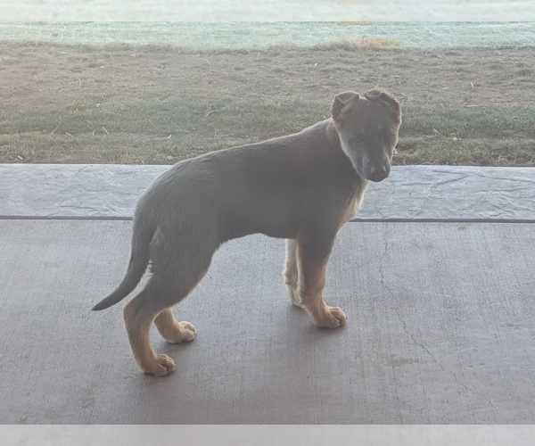 Medium Photo #3 German Shepherd Dog Puppy For Sale in BARRON, WI, USA