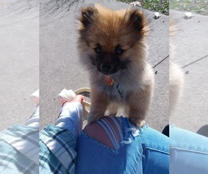 Pomeranian Puppy for sale in PLYMOUTH, IN, USA