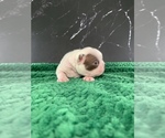 Small #13 Boston Terrier
