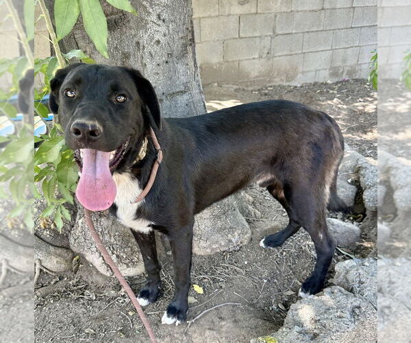 Medium Photo #13 Labrador Retriever-Unknown Mix Puppy For Sale in Dana Point, CA, USA