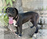 Small #12 Labrador Retriever Mix