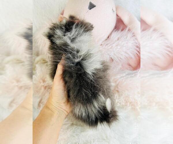 Medium Photo #26 Pomeranian Puppy For Sale in WINTER PARK, FL, USA