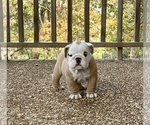Small Photo #8 English Bulldog Puppy For Sale in COLUMBIA, TN, USA