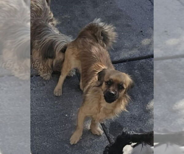 Medium Photo #4 Shiranian Puppy For Sale in Oakhurst, NJ, USA