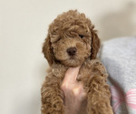 Puppy Honey Yellow Goldendoodle (Miniature)