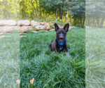 Small #2 Mutt