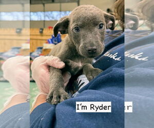 Mutt Dogs for adoption in GILBERTS, IL, USA