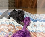 Small Photo #10 Aussiedoodle Puppy For Sale in ASHEVILLE, NC, USA