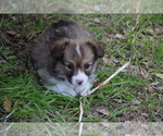 Small Photo #11 Pembroke Welsh Corgi Puppy For Sale in CASTROVILLE, TX, USA