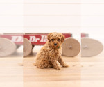 Small #2 Poodle (Miniature)