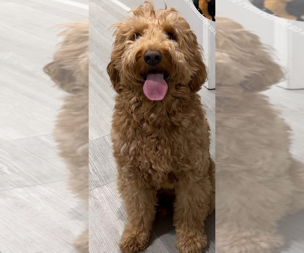 Medium Photo #1 Goldendoodle Puppy For Sale in OAKLAND GARDENS, NY, USA