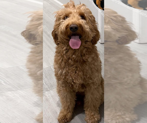 Father of the Goldendoodle puppies born on 11/16/2025