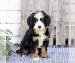 Bernedoodle (Miniature) Puppy for sale in HONEY BROOK, PA, USA