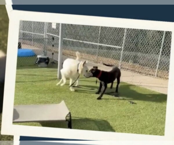 Medium Photo #4 - Mix Puppy For Sale in Winston Salem, NC, USA