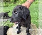 Small #3 Golden Labrador