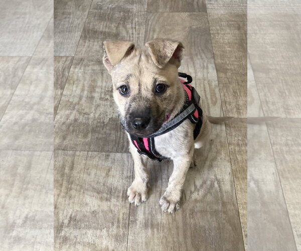 Medium Photo #1 Mutt Puppy For Sale in San Diego, CA, USA
