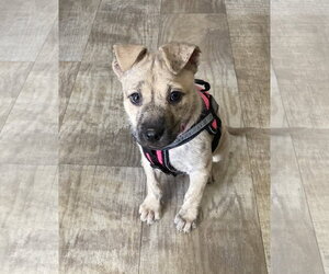 Mutt Dogs for adoption in San Diego, CA, USA