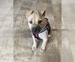 Happy - Female Mutt Dog for Adoption - Small photo