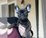 Small Photo #16 French Bulldog Puppy For Sale in PITTSBURG, CA, USA