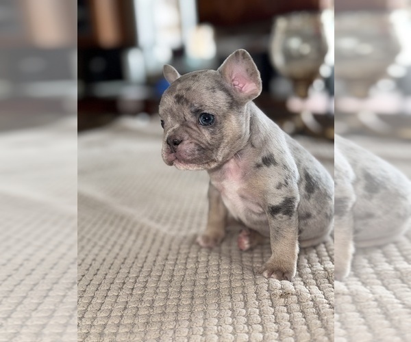 Medium Photo #64 French Bulldog Puppy For Sale in HILTON, NY, USA