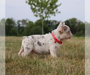 French Bulldog Puppy for Sale in FRESNO, Ohio USA