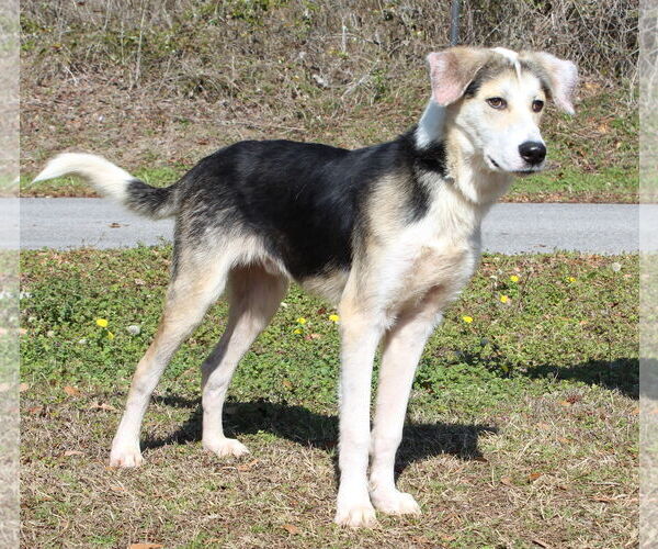 Medium Photo #3 Siberian Husky-Unknown Mix Puppy For Sale in Prattville, AL, USA