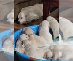 Small Photo #7 Golden Retriever Puppy For Sale in AIKEN, SC, USA