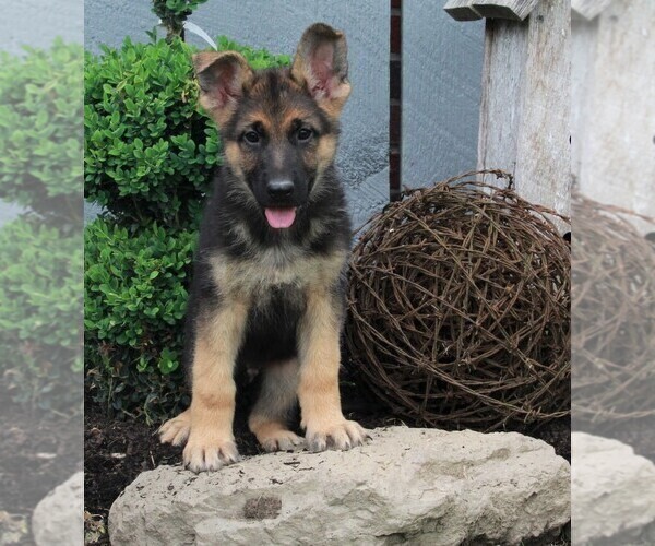 Medium Photo #4 German Shepherd Dog Puppy For Sale in FREDERICKSBURG, OH, USA