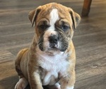Puppy Little Lola Olde English Bulldogge