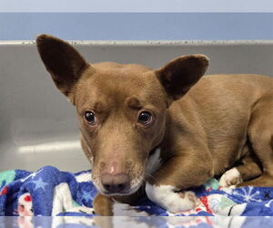 Pembroke Welsh Corgi-Unknown Mix Dogs for adoption in San Clemente, CA, USA