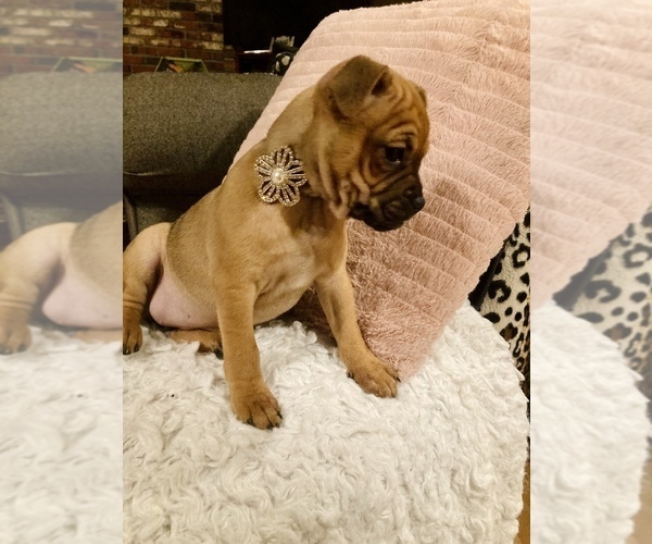 Medium Photo #2 Frenchie Pug Puppy For Sale in FILLMORE, CA, USA