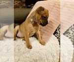Small Photo #2 Frenchie Pug Puppy For Sale in FILLMORE, CA, USA