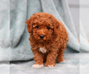 Medium Poodle (Miniature)