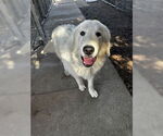 Small #1 Great Pyrenees Mix