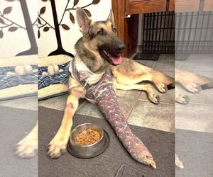 German Shepherd Dog Dogs for adoption in Boonton, NJ, USA