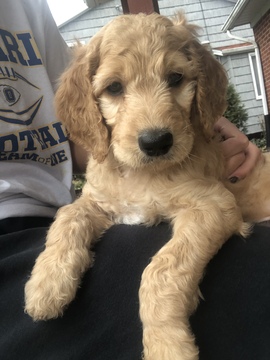 Medium Photo #2 Goldendoodle Puppy For Sale in BETHLEHEM, OH, USA