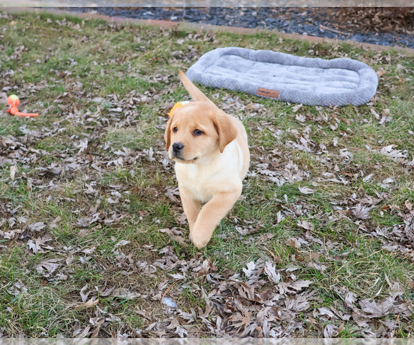 Medium Photo #14 Labrador Retriever Puppy For Sale in SYRACUSE, IN, USA