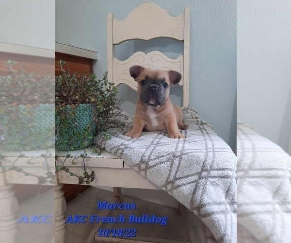 Medium Photo #1 French Bulldog Puppy For Sale in SHIPSHEWANA, IN, USA