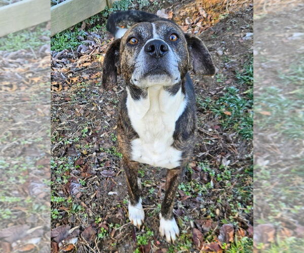 Medium Photo #2 Mutt Puppy For Sale in Maryville, TN, USA