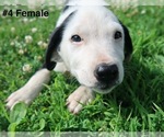 Small #9 Sheprador