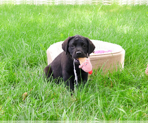 Labrador Retriever Puppy for sale in SYRACUSE, IN, USA