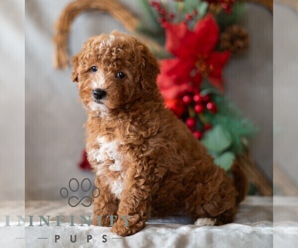 Medium Photo #4 Bichpoo Puppy For Sale in DORNSIFE, PA, USA
