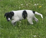 Puppy Spot Border Collie-German Shorthaired Pointer Mix