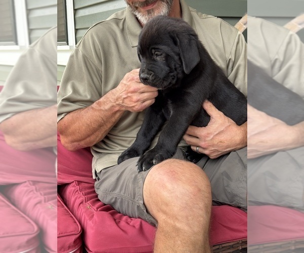 Medium Photo #6 Rotticorso Puppy For Sale in REEVESVILLE, SC, USA