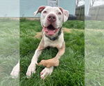Small #32 American Pit Bull Terrier Mix