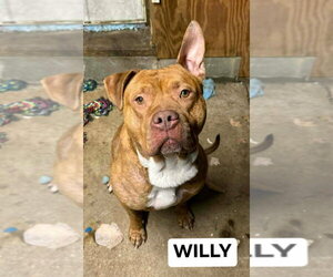 American Staffordshire Terrier-Unknown Mix Dogs for adoption in Richmond, IN, USA