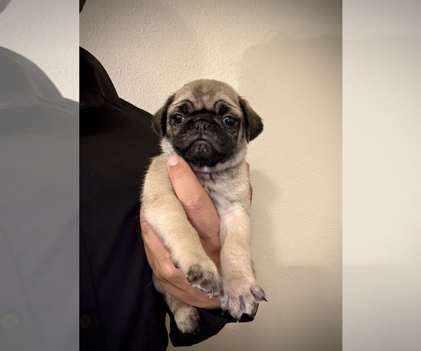 Medium Photo #1 Pug Puppy For Sale in LONE TREE, CO, USA