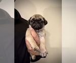 Small Pug
